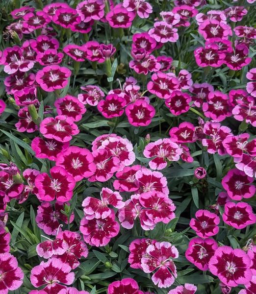 Dianthus 'Joker'